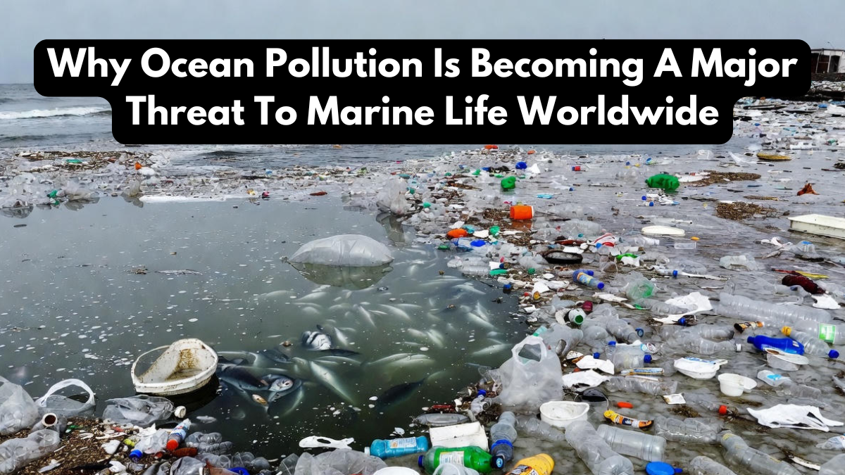Why Ocean Pollution Is Becoming A Major Threat To Marine Life Worldwide