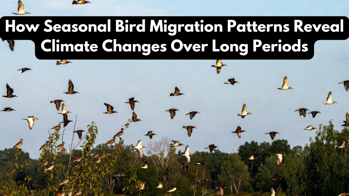 How Seasonal Bird Migration Patterns Reveal Climate Changes Over Long Periods