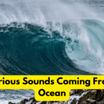 Mysterious Sounds Coming From the Ocean